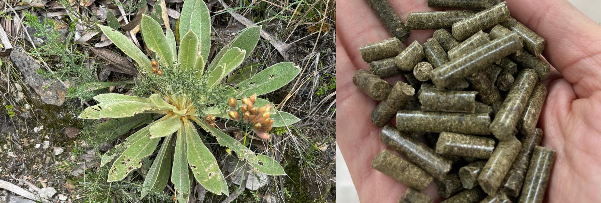 De una planta invasora a una fuente de energía: innovación desde Ingeniería Mecánica